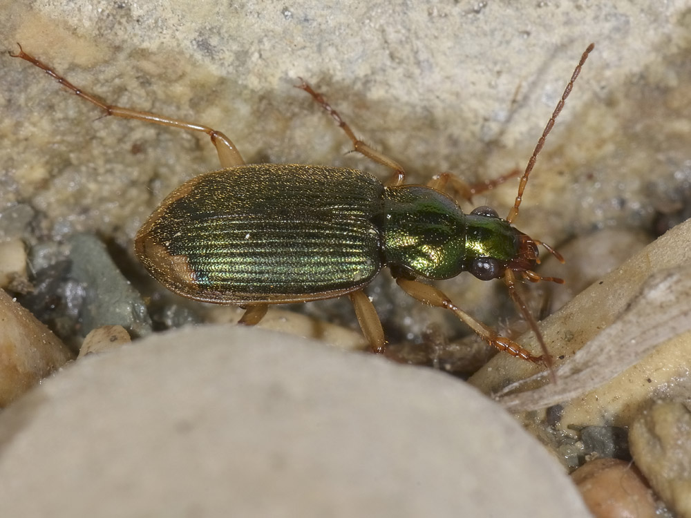 Chlaeniellus vestitus